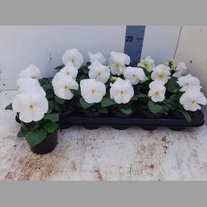 VIO WI DEL PUR WHITE