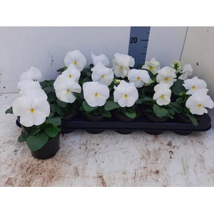 VIO WI DEL PUR WHITE