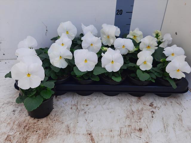 <h4>VIO WI DEL PUR WHITE</h4>