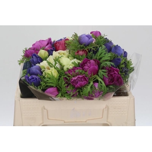 Anemone Levante Rainbow Mix