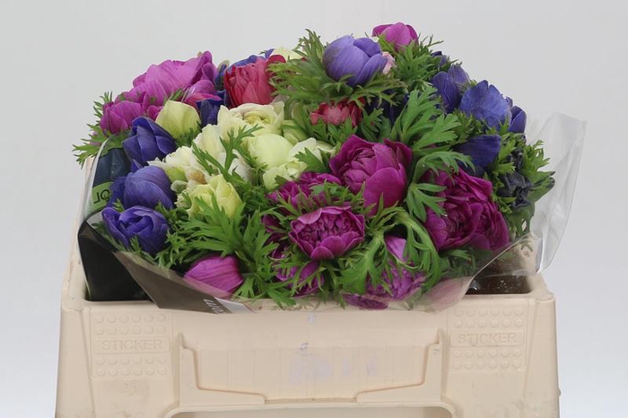 <h4>Anemone Levante Rainbow Mix</h4>