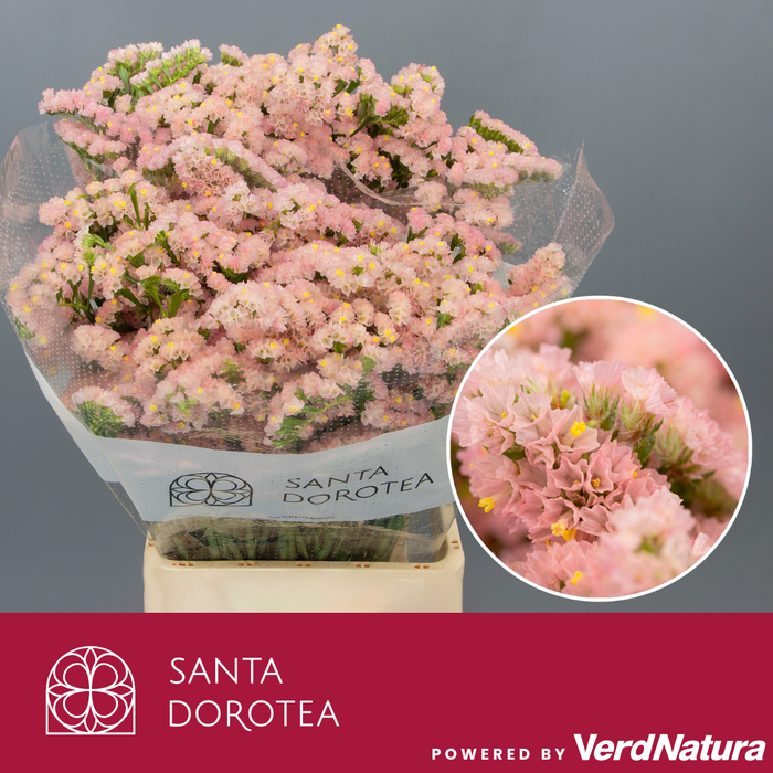 <h4>Statice Orange</h4>