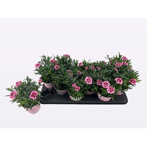 DIAN OSC PINK PURPLE