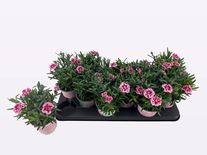 <h4>DIAN OSC PINK PURPLE</h4>