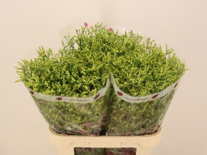 <h4>LIMONIUM SINENSE 'CHINA SUMMER'</h4>