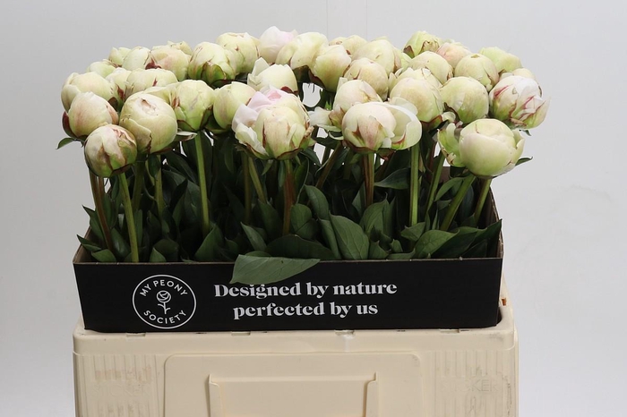 <h4>Paeonia Odile</h4>