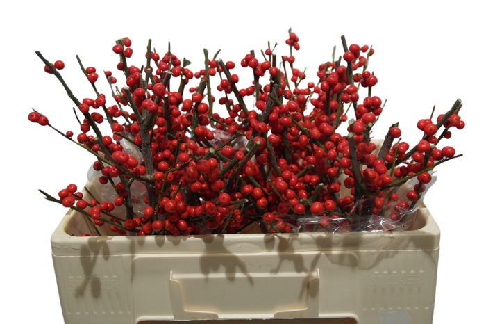 <h4>ILEX VE RODE BES</h4>