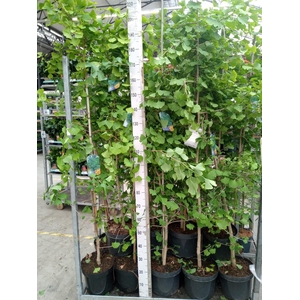 Ginkgo biloba   ...