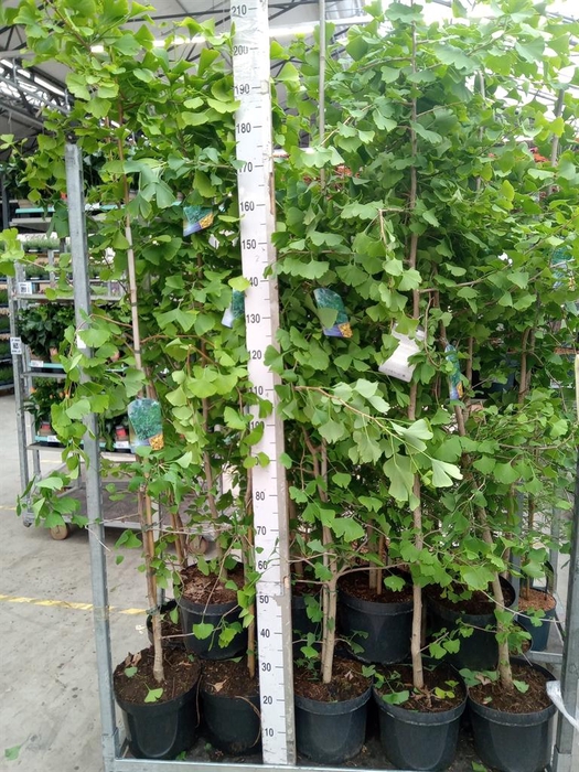 <h4>Ginkgo biloba   ...</h4>