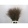 Panicum Virgatum Warrior