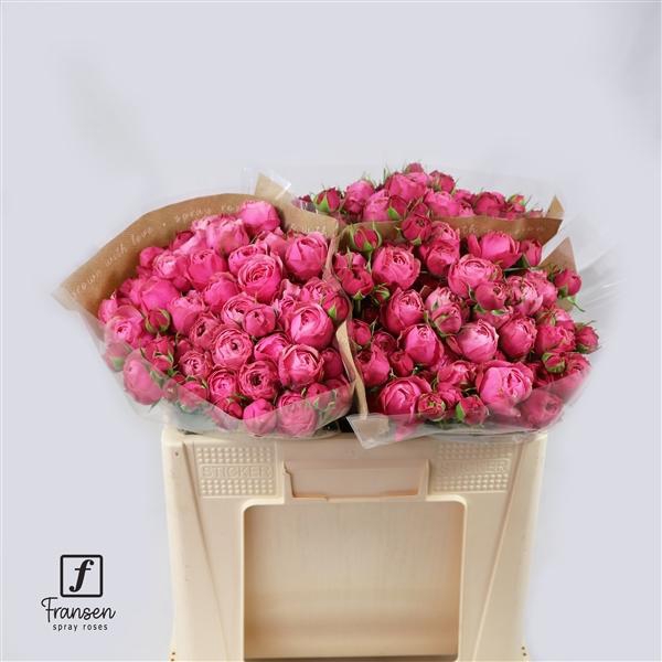 <h4>R TR Silva pink 50cm</h4>