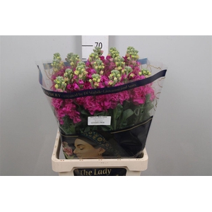 Matth Iron Rose