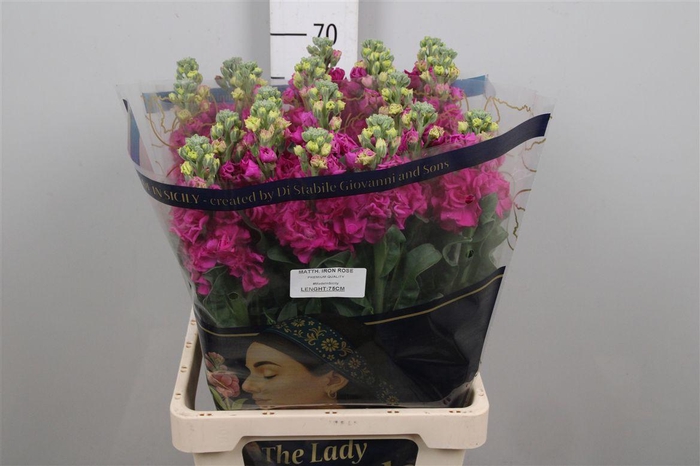 <h4>Matth Iron Rose</h4>