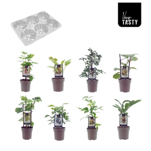 Complete edible Mix-Tray