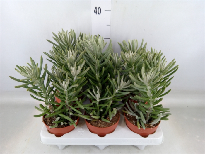 <h4>Senecio   ...</h4>