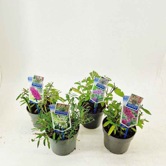 <h4>Buddleja</h4>