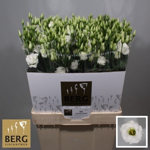 Lisianthus Rosita White