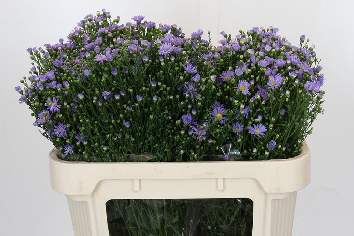 <h4>Aster Cassandra</h4>