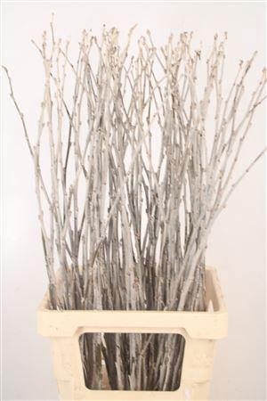 <h4>Populus Alba</h4>