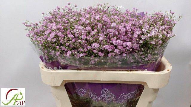 <h4>GYPS PA MY PINK 40gr</h4>