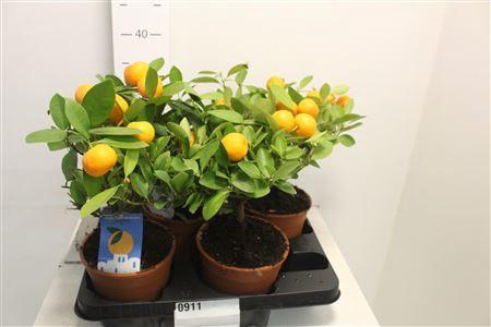 Citr Microcarpa 6 Fruits