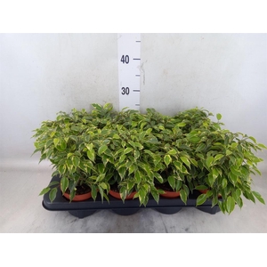 Ficus benja. 'Kinky'