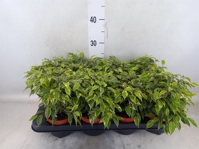 <h4>Ficus benja. 'Kinky'</h4>