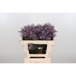 Lim Saf Lilac