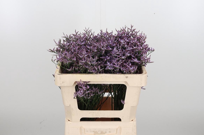 <h4>Lim Saf Lilac</h4>