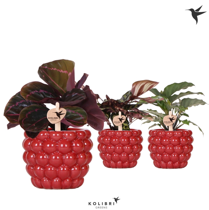 <h4>Kolibri Greens Calathea mix in Berry pot</h4>