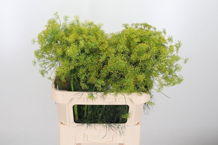 <h4>Anethum Graveolens</h4>