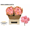 Rosa Spray Garden Julietta