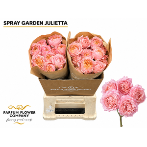 Rosa Spray Garden Julietta