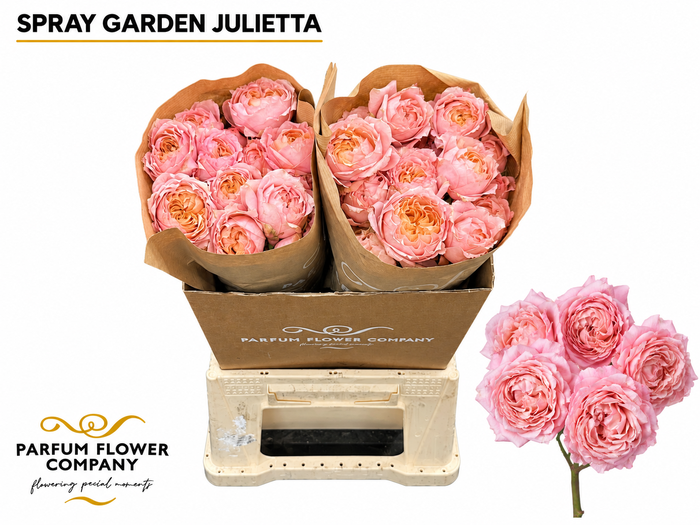 <h4>Rosa Spray Garden Julietta</h4>