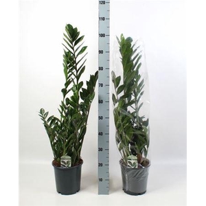 Zamio Zamiifolia 3-5