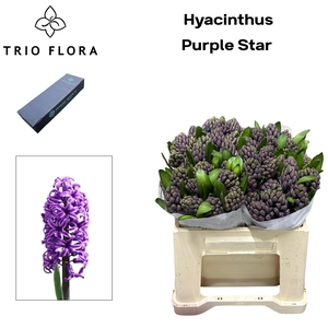 HYAC PURPLE STAR Box S 25