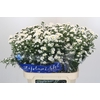 Aster Cassy