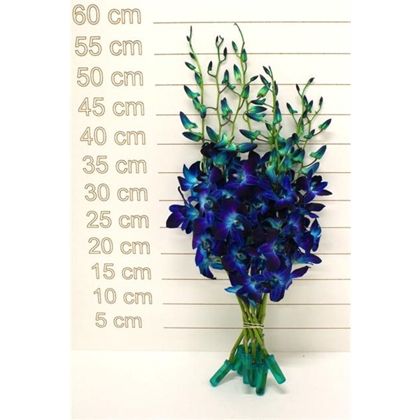 <h4>DENDROBIUM BLAUW GEV. LSB</h4>