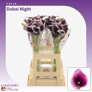 Calla Dubai Night