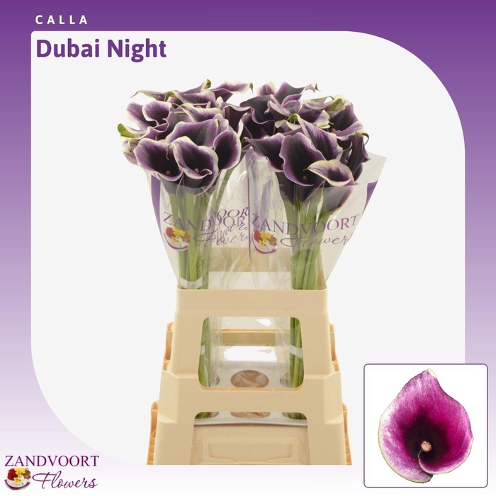 <h4>Calla Dubai Night</h4>