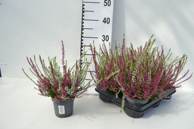 <h4>Calluna vulg. gemengd 2 kleuren</h4>