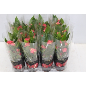 ANTHURIUM MINI MILLION FLOWERS P09