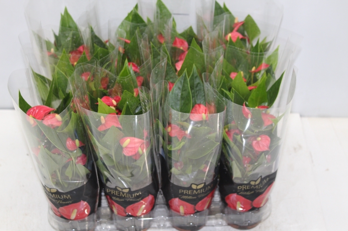 <h4>ANTHURIUM MINI MILLION FLOWERS P09</h4>