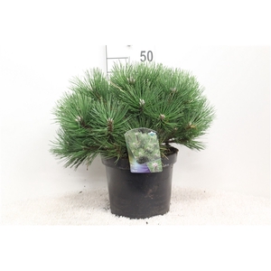 Pinus nigra 'Nana' P26 potgedrukt