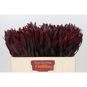 Leucadendron Saf Sunset Dark R.