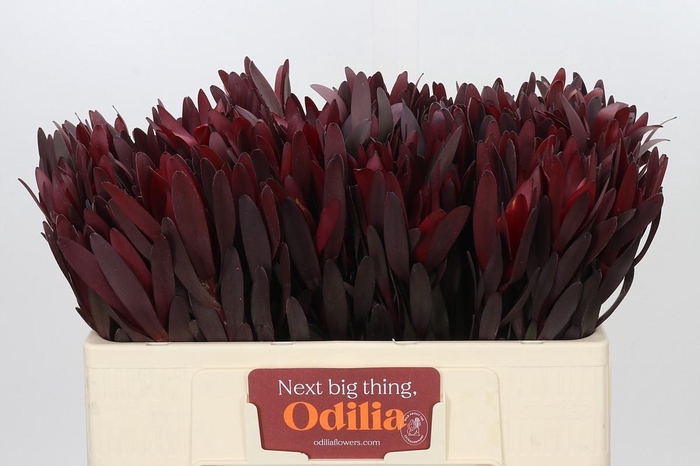 <h4>Leucadendron Saf Sunset Dark R.</h4>