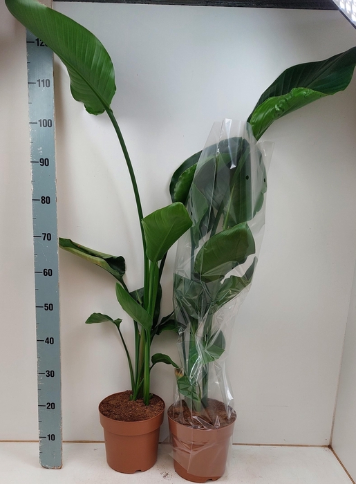 <h4>STRELITZIA NICOLAI</h4>