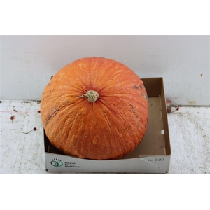 Sier Cuc P Hubbert Orange X1