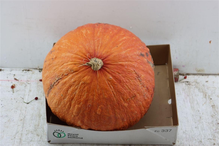 <h4>Sier Cuc P Hubbert Orange X1</h4>