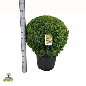 Buxus sempervirens Bol 75